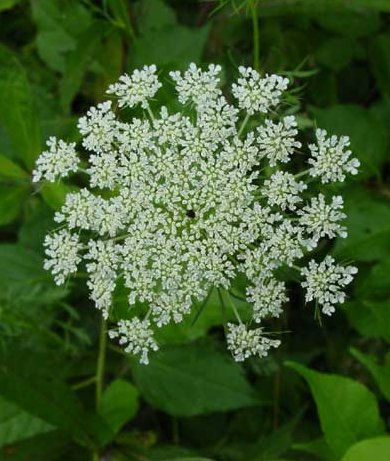Queen Anne's Lace