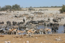 Etosha Water hole Namibia