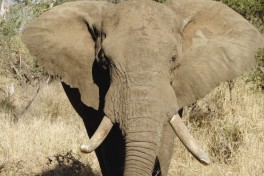 Elephant in game park