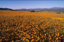 Namaqualand South Africa