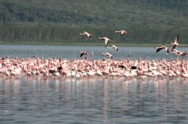 Lake Nakuru image