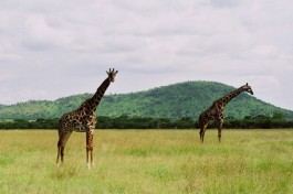 Serengeti Image