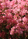 View The  Masters's video page