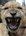 Simba_comment