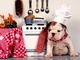 Search4goodfood