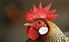 Chicken_thumb