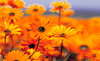 Garden_thumb
