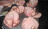 Img_1315_thumb