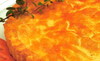 Chicken_pied_thumb