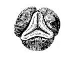 72273675
