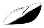 75550464