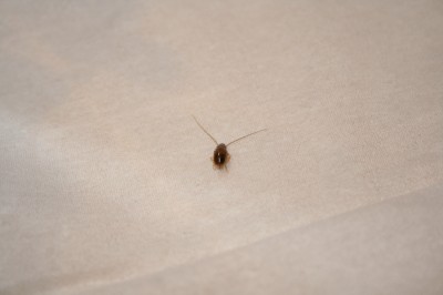 Bug found in room at nice hotel Get Compensated for Airline and Hotel Complaints