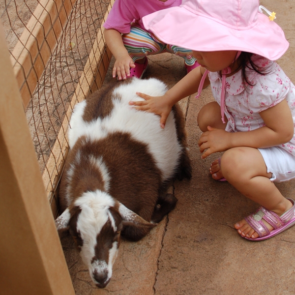 Petting a goat at Honolulu Zoo, Hawaii Petting a goat at Honolulu Zoo, Hawaii