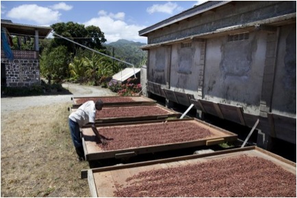 Grenada Chocolate Company Harvesting Grenada Chocolate Company Harvesting