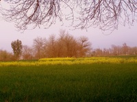 Punjab