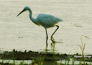 Karnala bird sanctuary