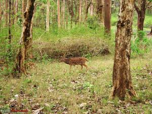 Nagarhole