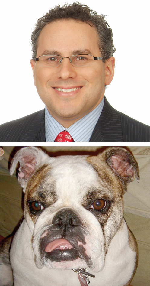 Dog_midsize