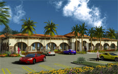 Royal_palm_square_midsize