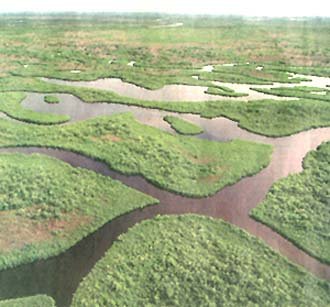 Everglades_midsize