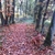 activity photo