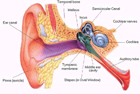 Hearinglosspicture