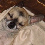 juzoom