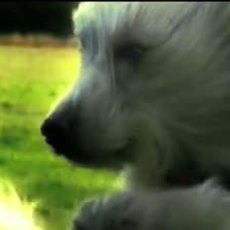 Volkswagen Polo / Air Con Dog
