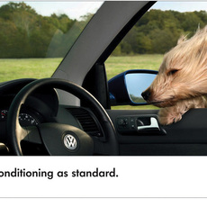 Volkswagen / Polo dog