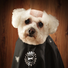ISPCA / If they could, they would.