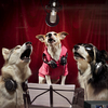 Ispca-charitysingle