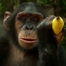 Fyffes / Chimp