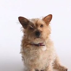 Nobivac / Begging Dogs