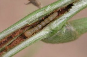Larva-tunneling
