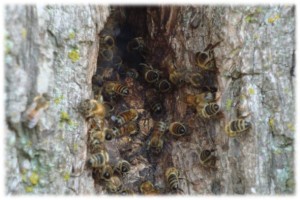 Nest of wild honey bees