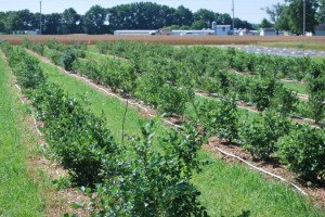 In its third year of research, blueberry varieties on this half an acre research plot were allowed to bear fruit