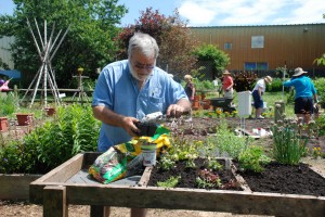 Master Gardeners volunteer time to spruce up the demonstration garden at the Carvel Center in Georgetown before the annual Open House July 13.