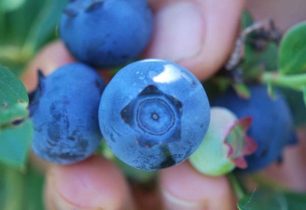Star blueberries, one of 23 varieties grown on the research plot were among the first to ripen