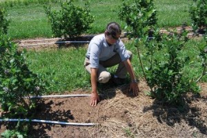 What mulches work best? Emmalea Ernest will study various