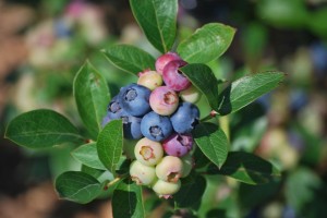 On its way to being fully ripe, this variety displays a variety of color