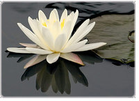 Lotus-flower-full