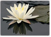 Lotus-flower-thumb