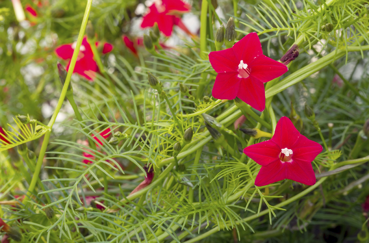 10 SunLoving Flowers You Need to Plant housing buzz blog