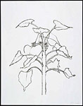 Kelly_sunflower