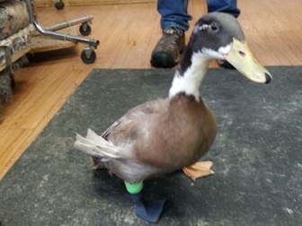 Dudley "Dudley", el patico que perdio una aleta despues de ser atacado por unos pollos agresivos. Hoy se mueve perfectamente tanto en la tierra como el en agua!