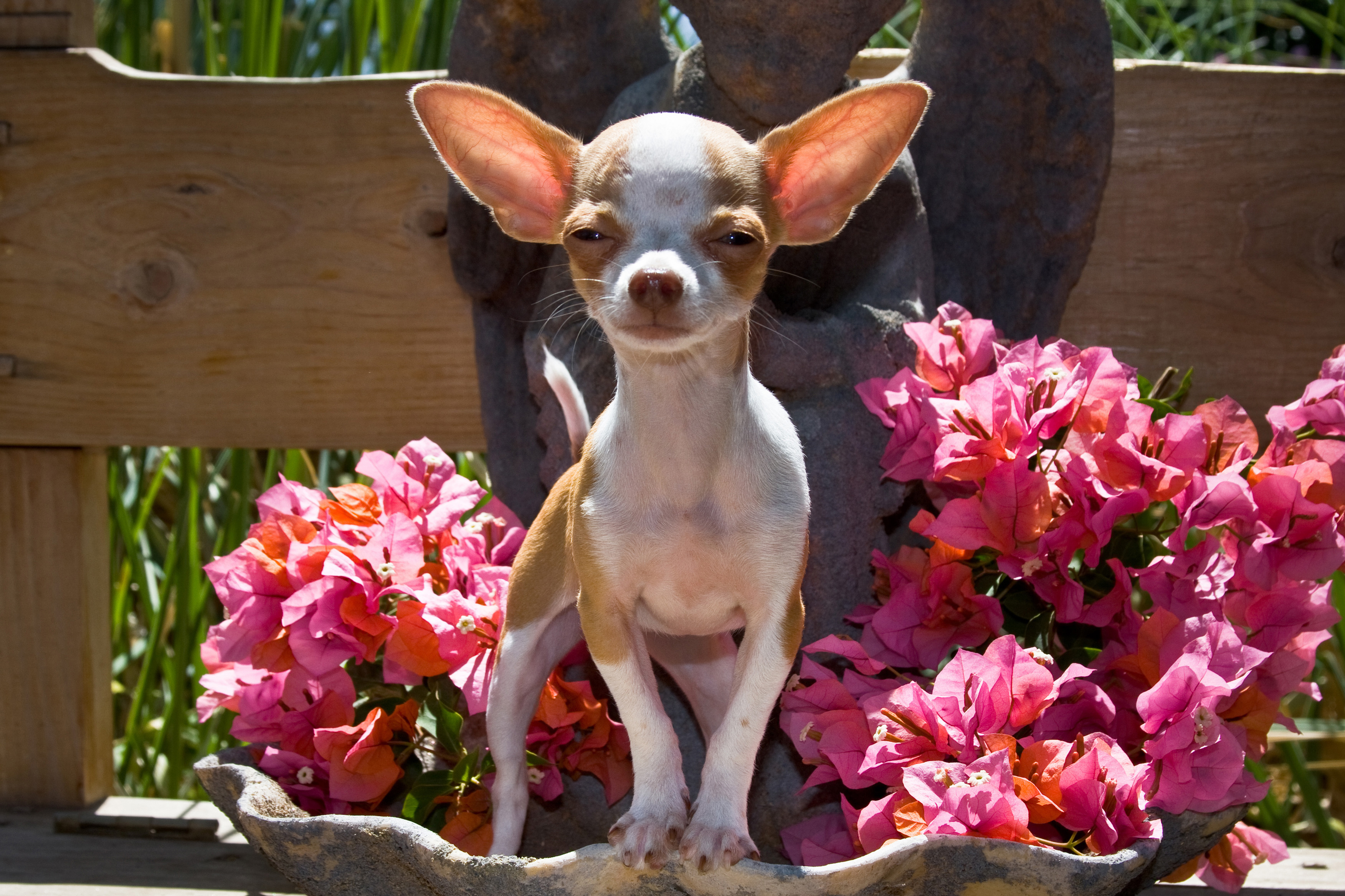 How to Keep Dogs Away From Flowers Dog Care Daily Puppy