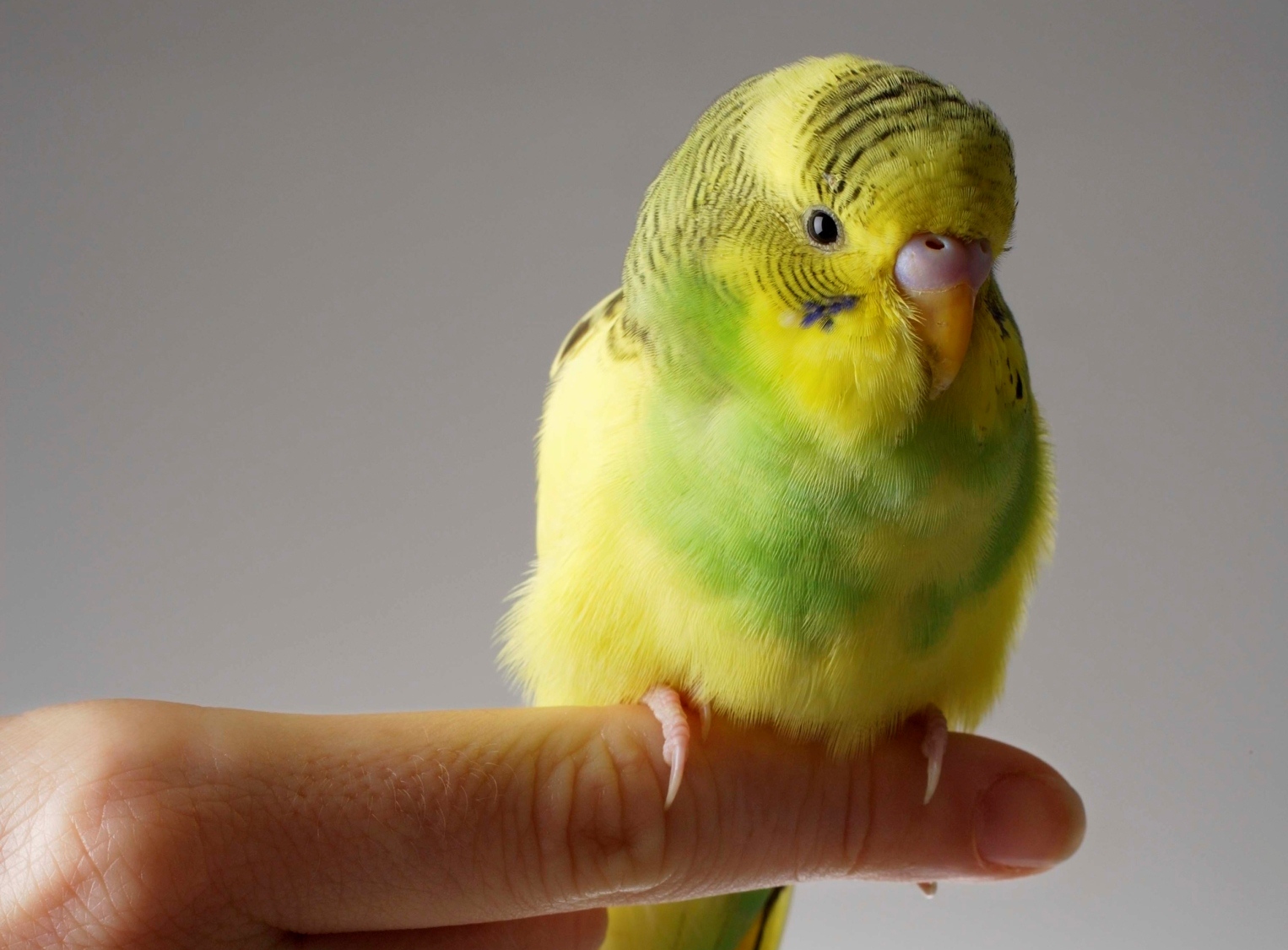 How Birds Express Their Feelings - Pets