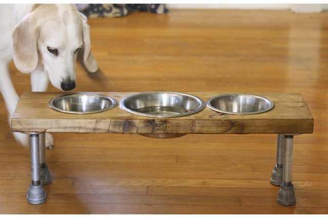 multiple dog feeder