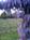 Pearlessence Vineyard Inn::BedAndBreakfast.com
