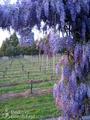Pearlessence Vineyard Inn::BedAndBreakfast.com